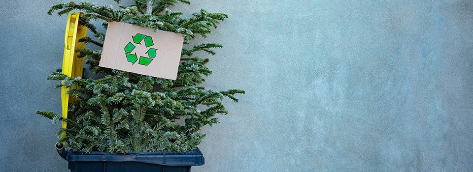 Elegir un árbol de navidad natural o artificial. Conoce la historia de El árbol de Gabriel