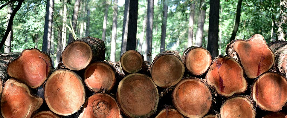 Gestión forestal sostenible: cuando la naturaleza necesita la ayuda de las administraciones