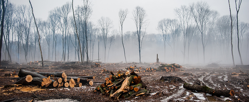 Importancia de los bosques: servicios ecosistémicos, amenazas y acciones urgentes