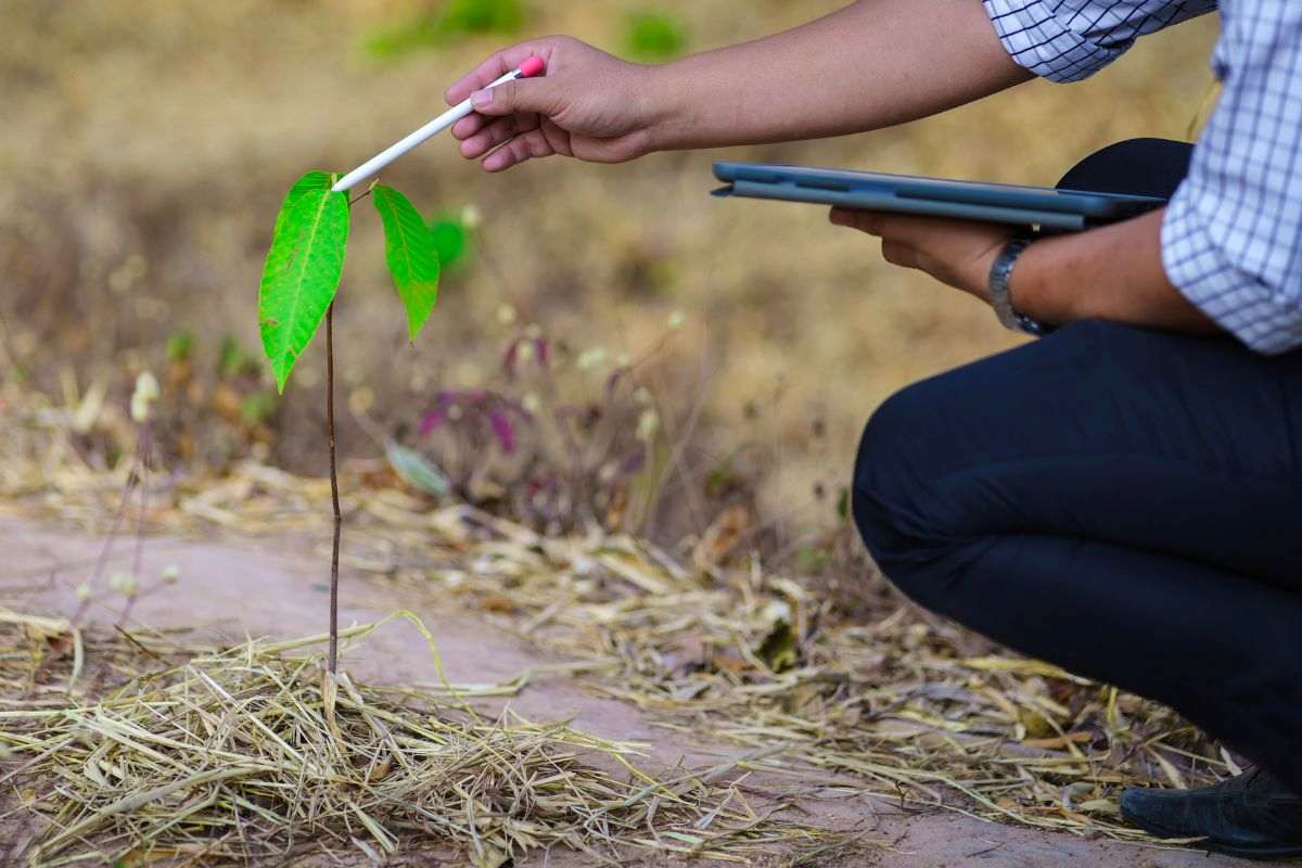 Restauración ecológica