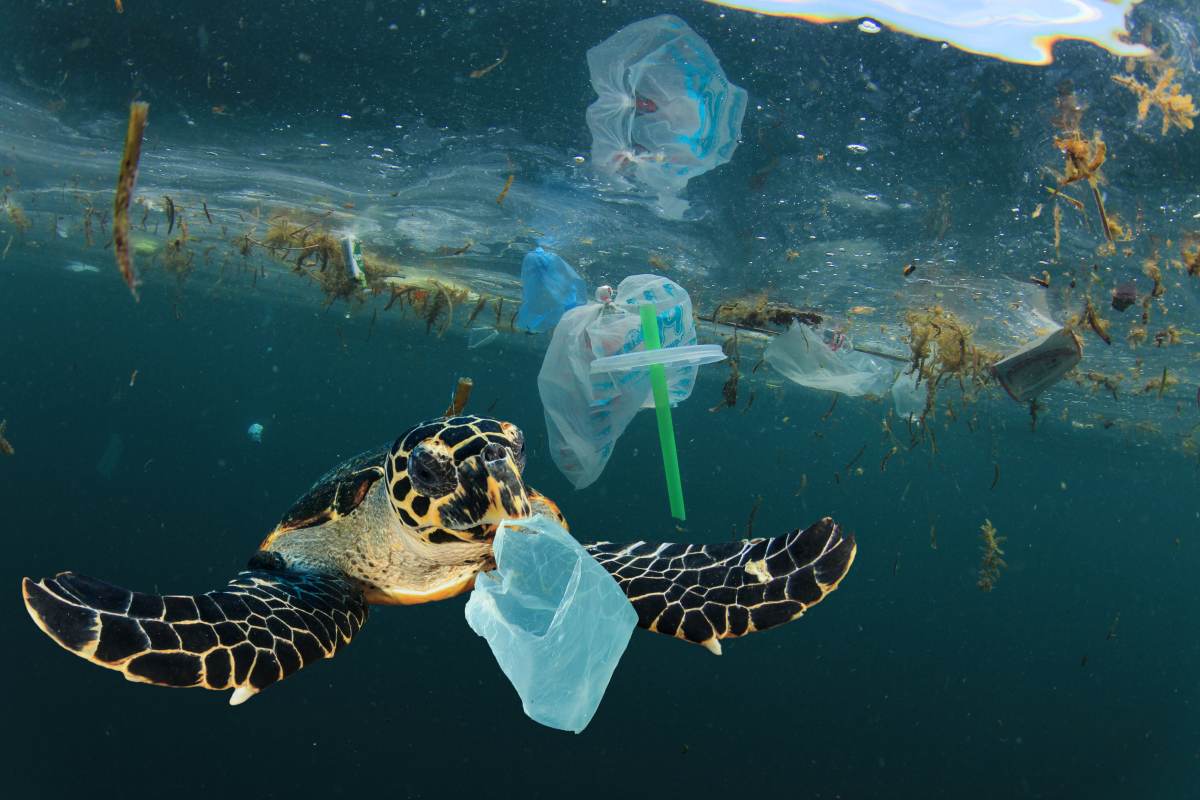 ¿Cómo llega el plástico al mar?